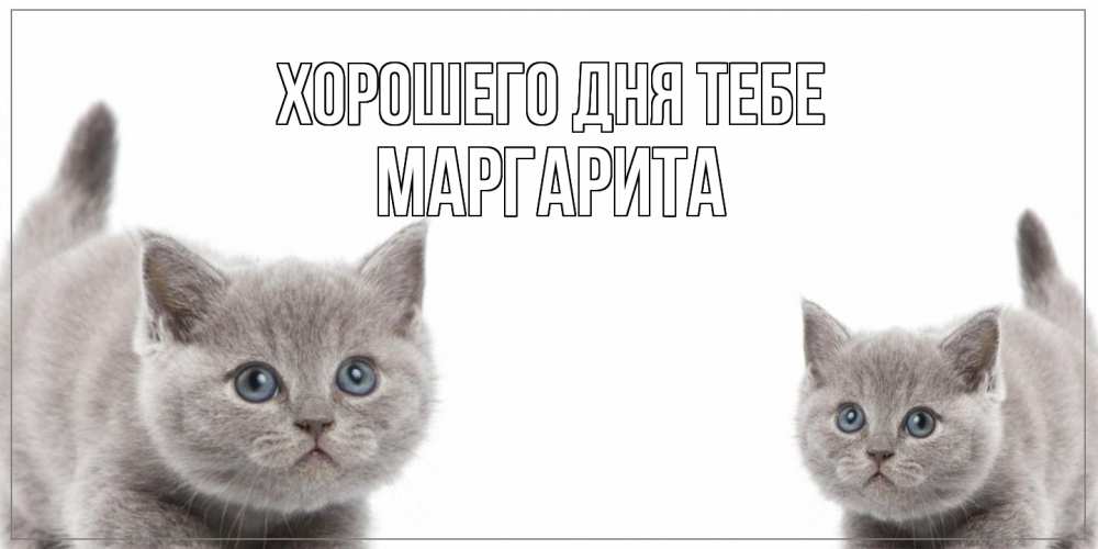 Открытка на каждый день с именем, Маргарита Хорошего дня тебе открытка с котами Прикольная открытка с пожеланием онлайн скачать бесплатно 