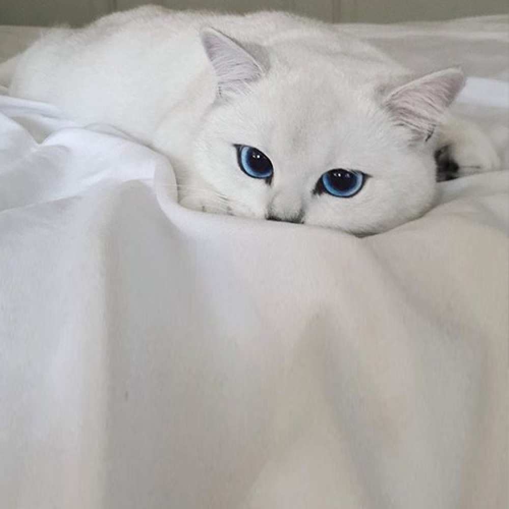 Открытка на каждый день с именем, Владлена Не грусти все будет хорошо белый кот с голубыми глазами на белоснежной кровати Прикольная открытка с пожеланием онлайн скачать бесплатно 