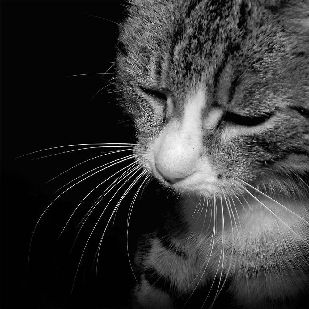 Открытка на каждый день с именем, Иоанна Не грусти все будет хорошо грустный котик Прикольная открытка с пожеланием онлайн скачать бесплатно 