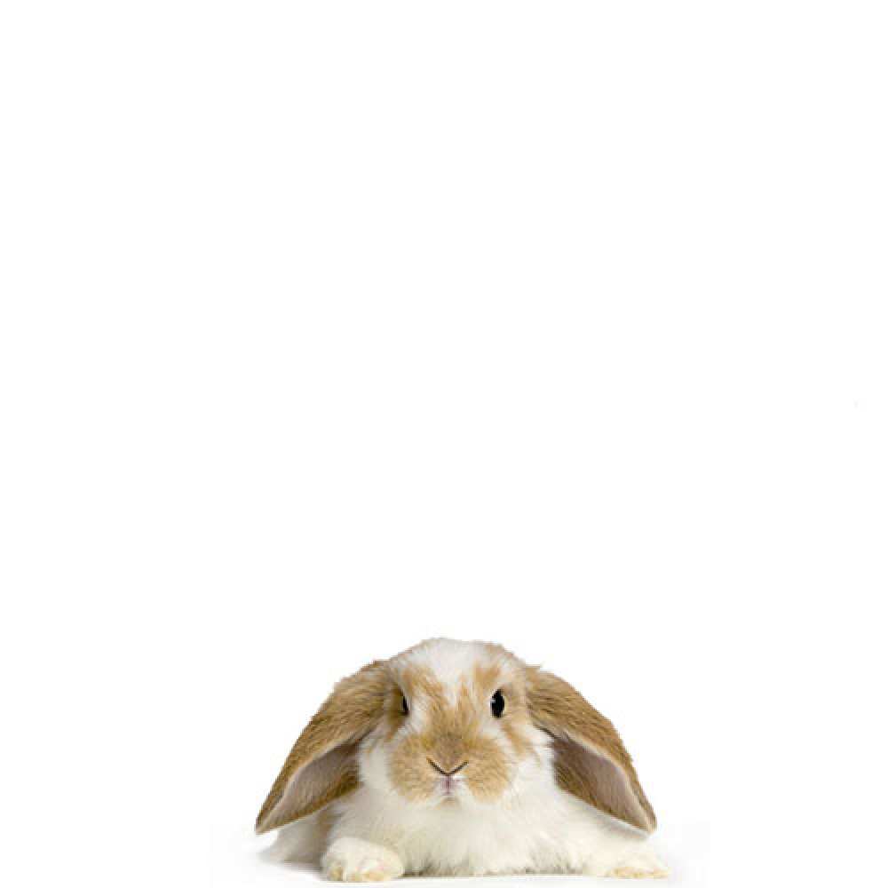 Открытка на каждый день с именем, Афанасий Не грусти все будет хорошо коричнево белый заяц с большими ушками Прикольная открытка с пожеланием онлайн скачать бесплатно 