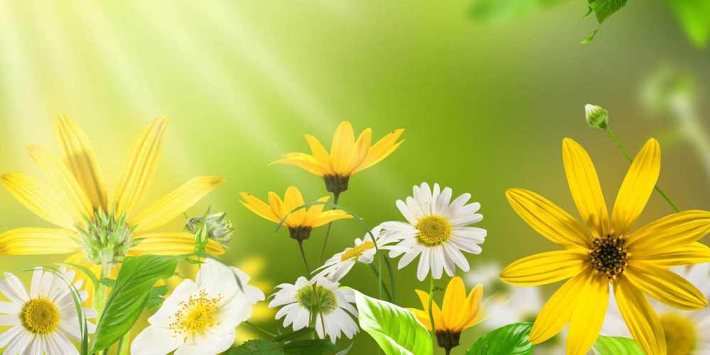 Открытка на каждый день с именем, Корнилий Отличного настроения цветы Прикольная открытка с пожеланием онлайн скачать бесплатно 