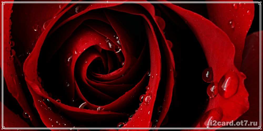 Открытка на каждый день с именем, Мила C юбилеем крупная бордовая роза Прикольная открытка с пожеланием онлайн скачать бесплатно 