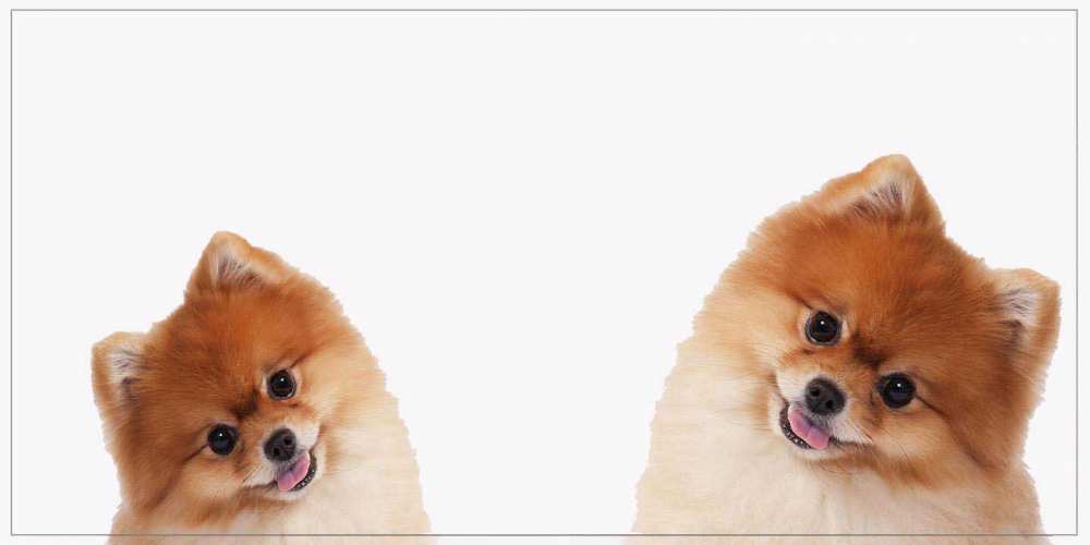 Открытка на каждый день с именем, Витольд Хорошего дня тебе собачки желают прекрасного дня Прикольная открытка с пожеланием онлайн скачать бесплатно 