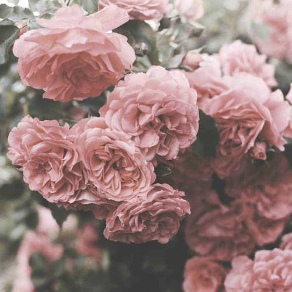 Открытка на каждый день с именем, Ионос С любовью тебе розы 3 Прикольная открытка с пожеланием онлайн скачать бесплатно 