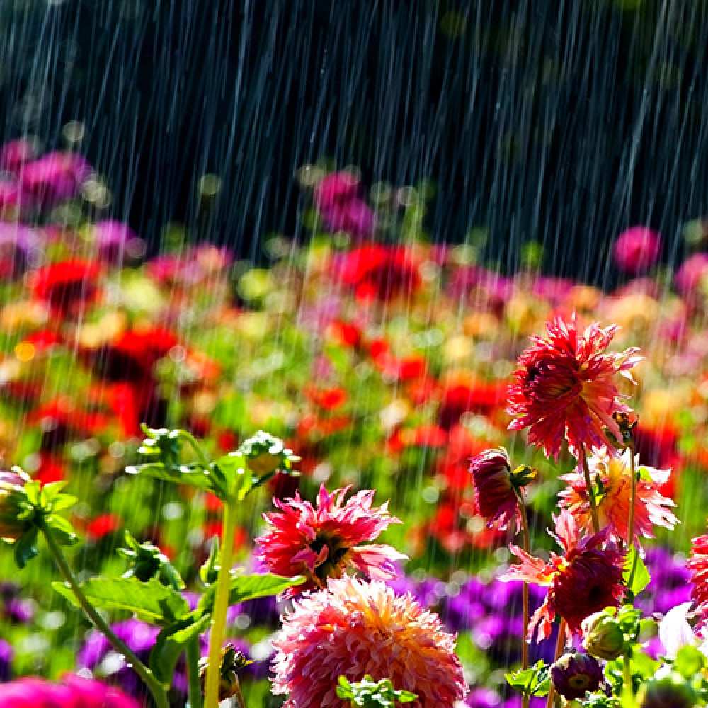 Открытка на каждый день с именем, Римма Люблю тебя цветы под дождиком к международному женскому дню Прикольная открытка с пожеланием онлайн скачать бесплатно 