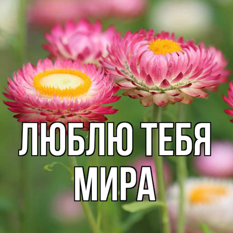 Картинка Люблю тебя, Мира