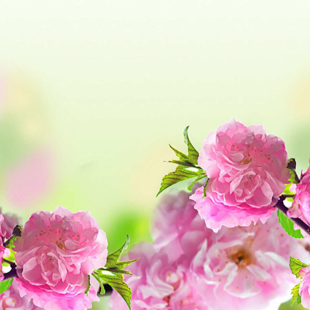 Открытка на каждый день с именем, Мичлов Люблю тебя цветы Прикольная открытка с пожеланием онлайн скачать бесплатно 