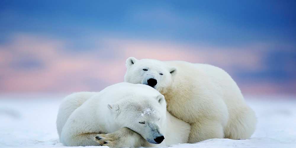 Открытка на каждый день с именем, Алана Доброй ночи белые медведи спят в обнимку Прикольная открытка с пожеланием онлайн скачать бесплатно 