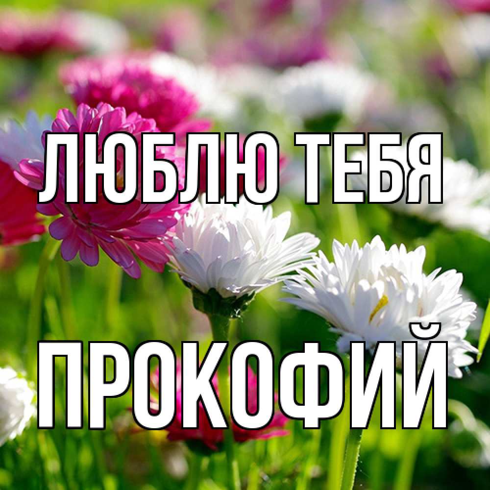 Открытка на каждый день с именем, Прокофий Люблю тебя международный женский день 1 Прикольная открытка с пожеланием онлайн скачать бесплатно 