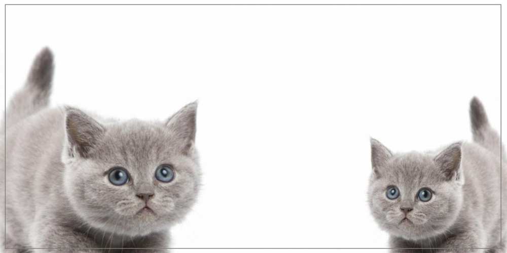 Открытка на каждый день с именем, Афанасий Хорошего дня тебе открытка с котами Прикольная открытка с пожеланием онлайн скачать бесплатно 