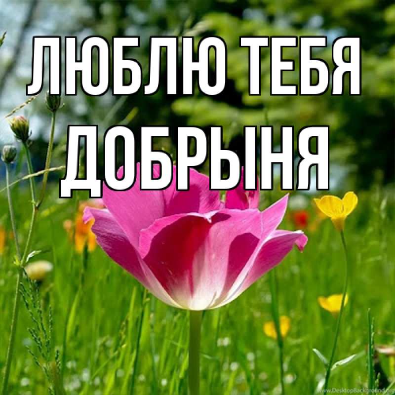 Картинка Люблю тебя, Добрыня