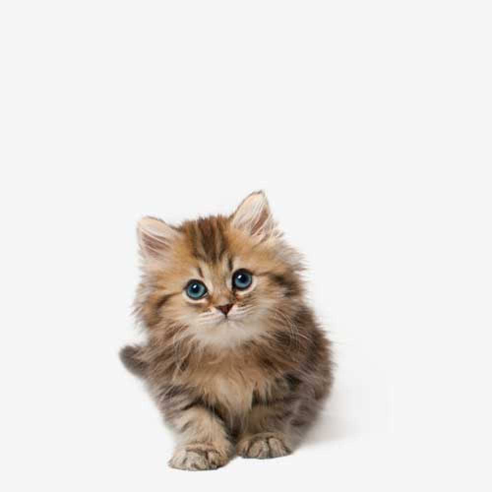 Открытка на каждый день с именем, Катя Большое спасибо пушистый котик Прикольная открытка с пожеланием онлайн скачать бесплатно 