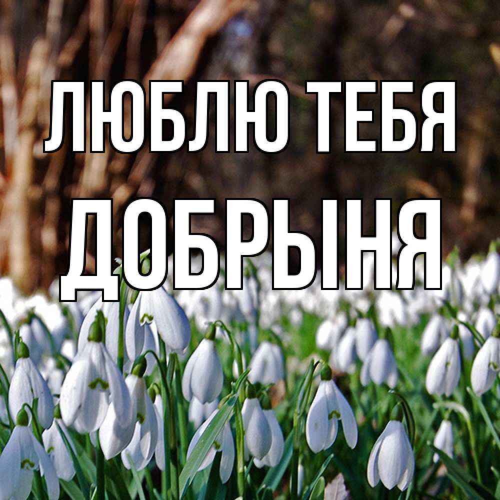 Открытка на каждый день с именем, Добрыня Люблю тебя с подснежниками 1 Прикольная открытка с пожеланием онлайн скачать бесплатно 