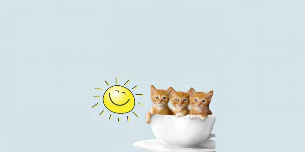 Открытка на каждый день с именем, Анна С хорошим утром котята Прикольная открытка с пожеланием онлайн скачать бесплатно 