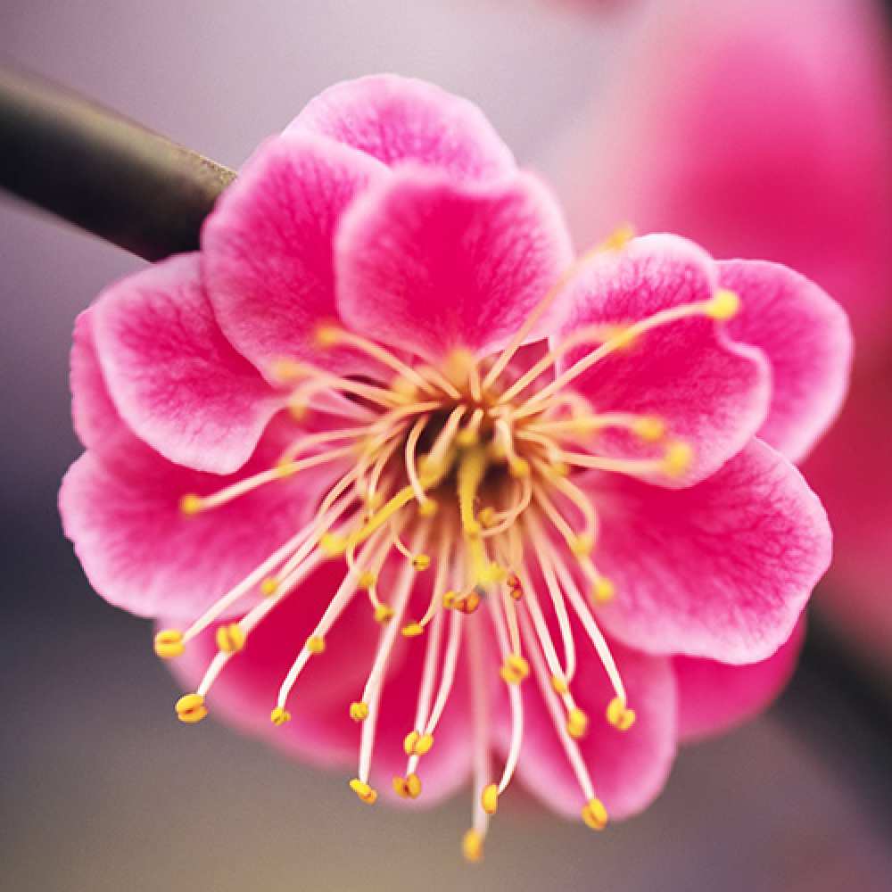 Открытка на каждый день с именем, Ксения Люблю тебя цветы Прикольная открытка с пожеланием онлайн скачать бесплатно 