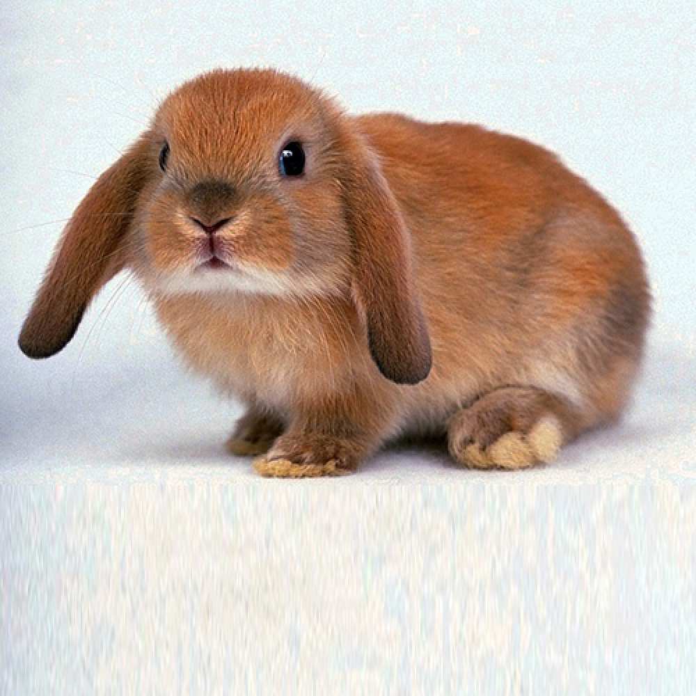 Открытка на каждый день с именем, Христиан Не грусти все будет хорошо вислоухий рыжий кролик Прикольная открытка с пожеланием онлайн скачать бесплатно 