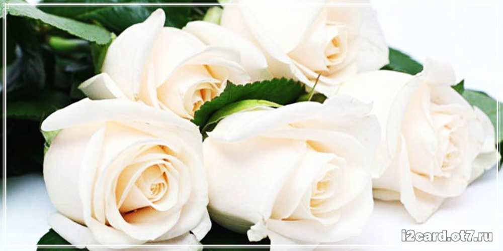 Открытка на каждый день с именем, Трифон C юбилеем открытка с красивыми белыми розами для родных Прикольная открытка с пожеланием онлайн скачать бесплатно 