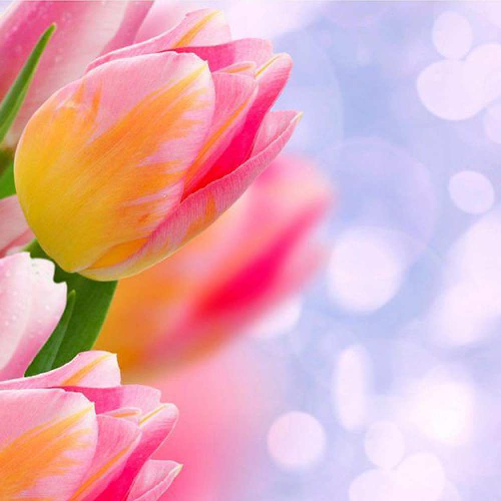 Открытка на каждый день с именем, Трифон Люблю тебя тюльпаны 2 Прикольная открытка с пожеланием онлайн скачать бесплатно 