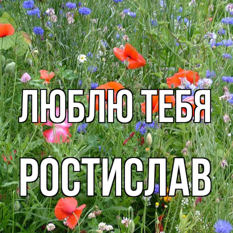 Картинка Люблю тебя, Ростислав