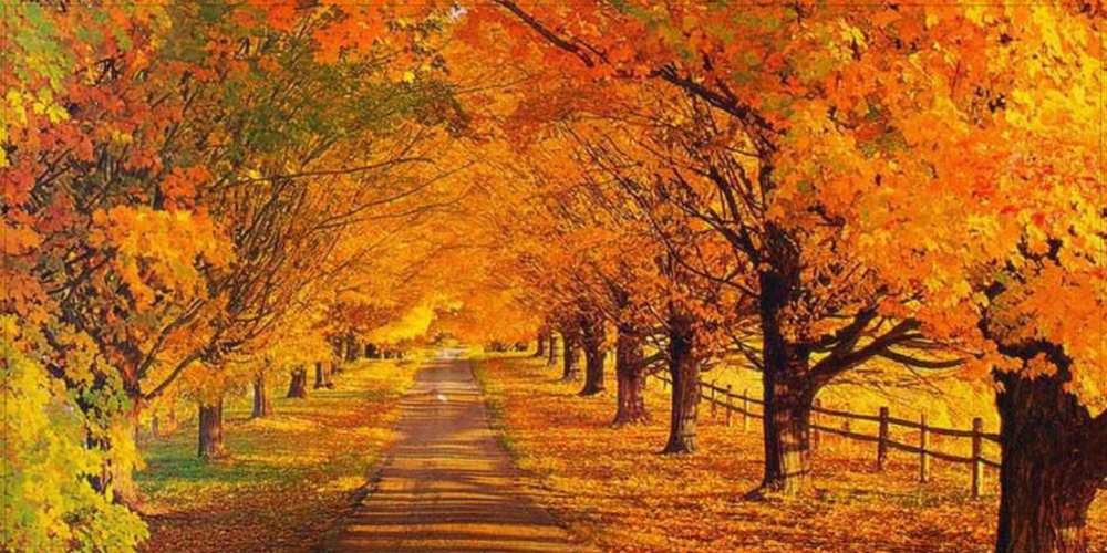 Открытка на каждый день с именем, Эрнест Доброго утра и радостного дня деревья с осенними листьями Прикольная открытка с пожеланием онлайн скачать бесплатно 