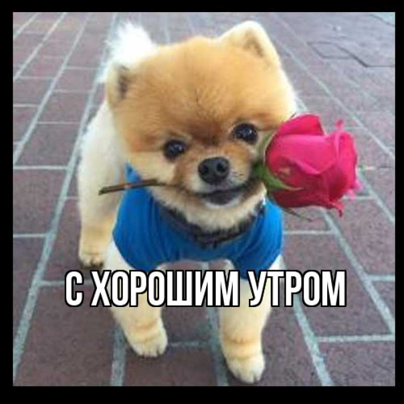 Картинка С хорошим утром, 