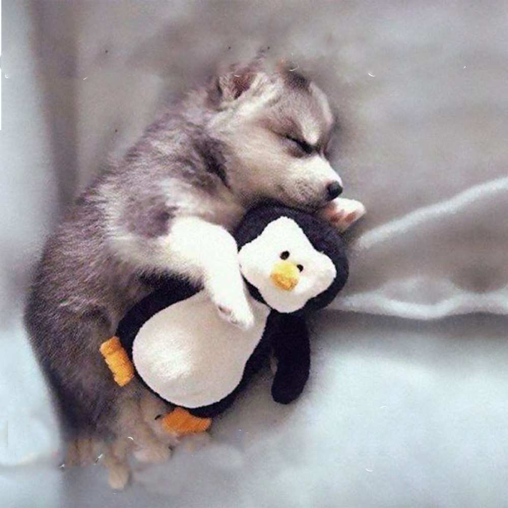 Открытка на каждый день с именем, Эдгар Доброй ночи обнимашки щенка и пингвина Прикольная открытка с пожеланием онлайн скачать бесплатно 