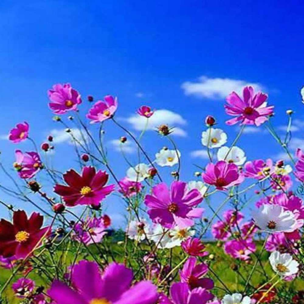 Открытка на каждый день с именем, Расим С хорошим утром сиреневые цветы Прикольная открытка с пожеланием онлайн скачать бесплатно 