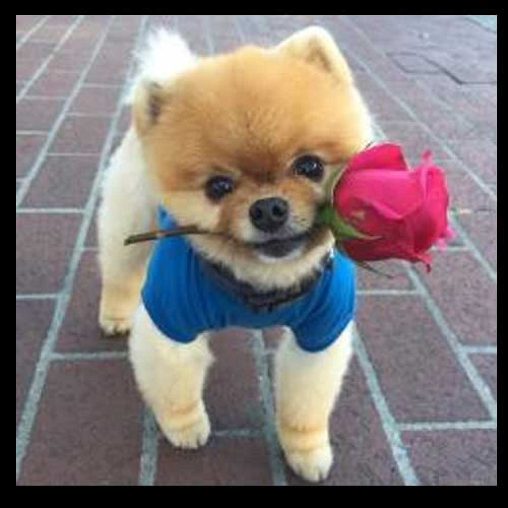 Открытка на каждый день с именем, Витаутас Как дела роза в зубах у собаки Прикольная открытка с пожеланием онлайн скачать бесплатно 