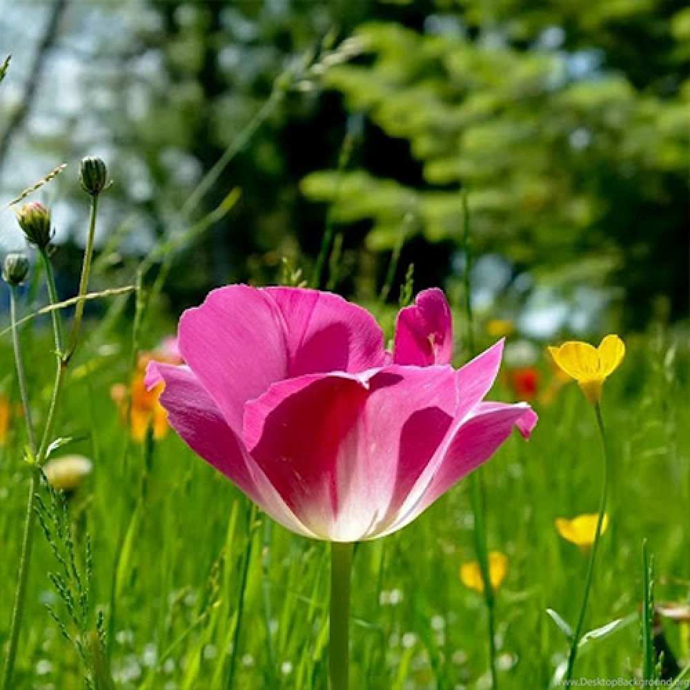 Открытка на каждый день с именем, Абильхан Люблю тебя полевые цветы Прикольная открытка с пожеланием онлайн скачать бесплатно 