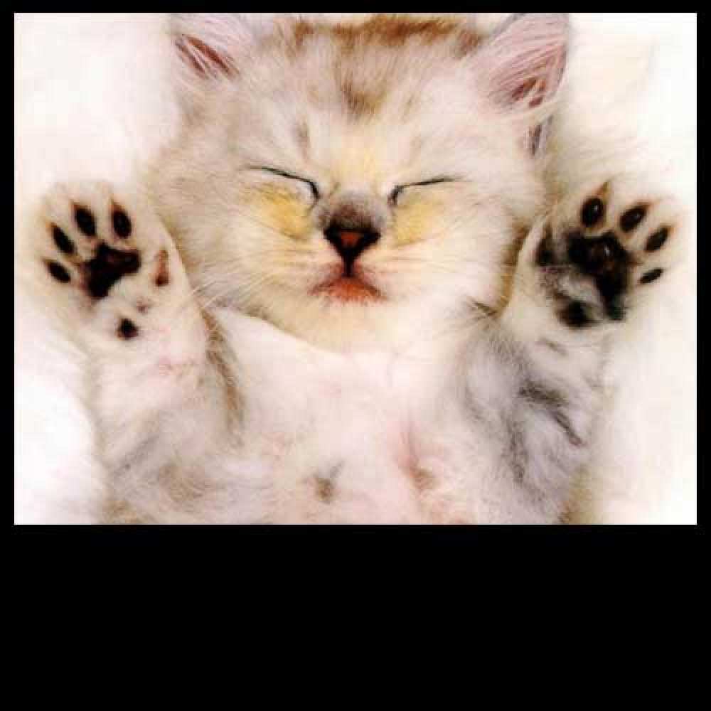Открытка на каждый день с именем, Вилен Большое спасибо маленький котенок Прикольная открытка с пожеланием онлайн скачать бесплатно 