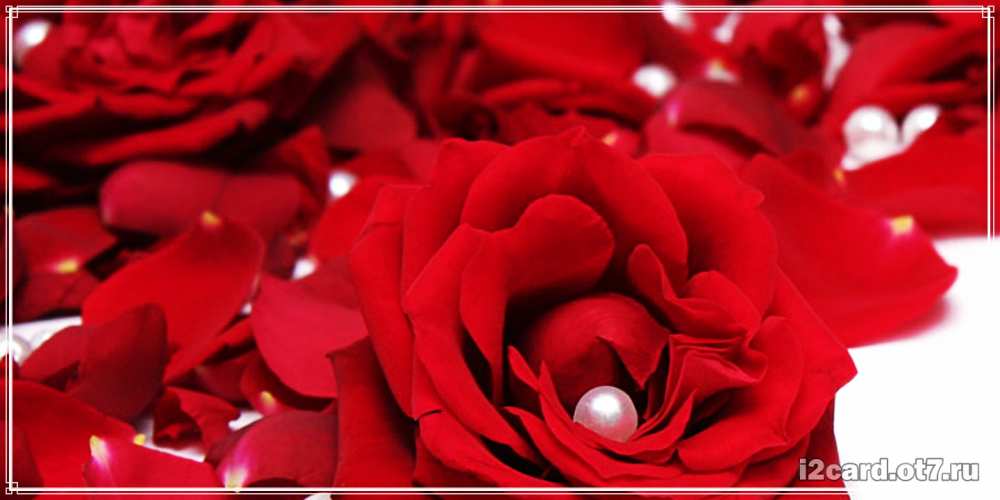 Открытка на каждый день с именем, Клара C юбилеем роза с жемчужиной на открытке для любимых Прикольная открытка с пожеланием онлайн скачать бесплатно 