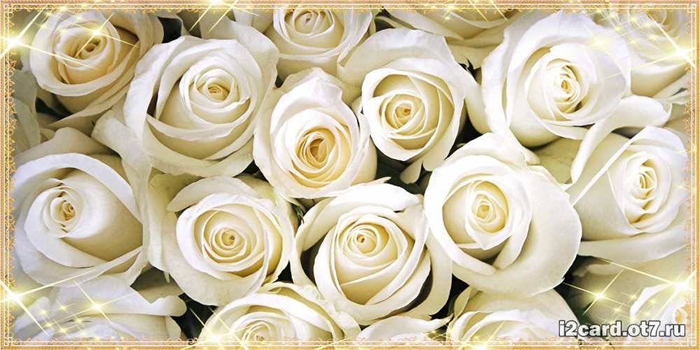 Открытка на каждый день с именем, Киска C юбилеем открытка с белыми розами. большой букет белых роз Прикольная открытка с пожеланием онлайн скачать бесплатно 