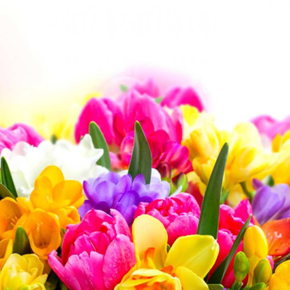 Открытка на каждый день с именем, Оксана Люблю тебя тюльпаны Прикольная открытка с пожеланием онлайн скачать бесплатно 