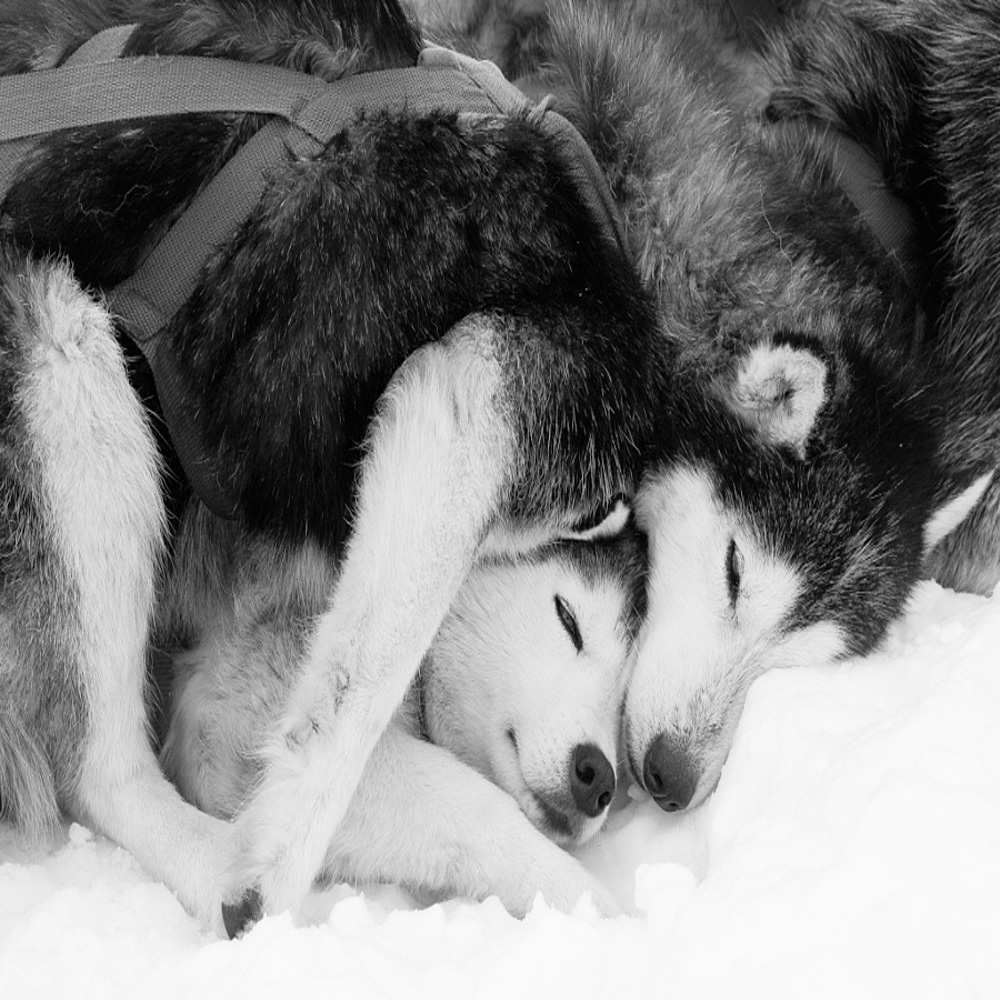 Открытка на каждый день с именем, Мила Обнимашки собачки в упряжке Прикольная открытка с пожеланием онлайн скачать бесплатно 