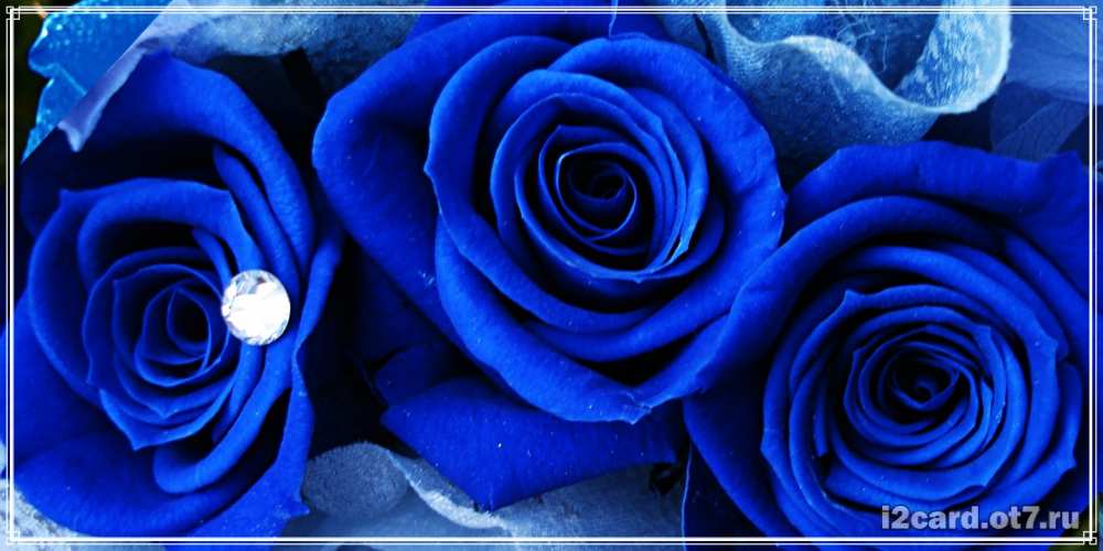 Открытка на каждый день с именем, Ионос C юбилеем синие розы в росе Прикольная открытка с пожеланием онлайн скачать бесплатно 