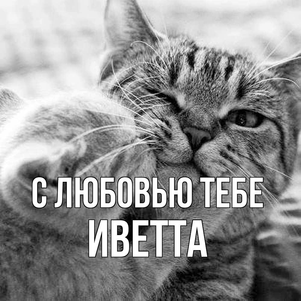 Открытка на каждый день с именем, Иветта С любовью тебе коты Прикольная открытка с пожеланием онлайн скачать бесплатно 