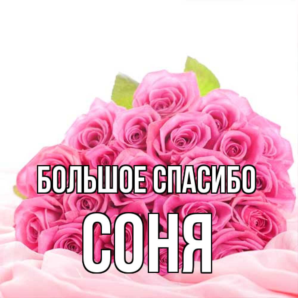 Открытка на каждый день с именем, Соня Большое спасибо розовые розы с подписью Прикольная открытка с пожеланием онлайн скачать бесплатно 