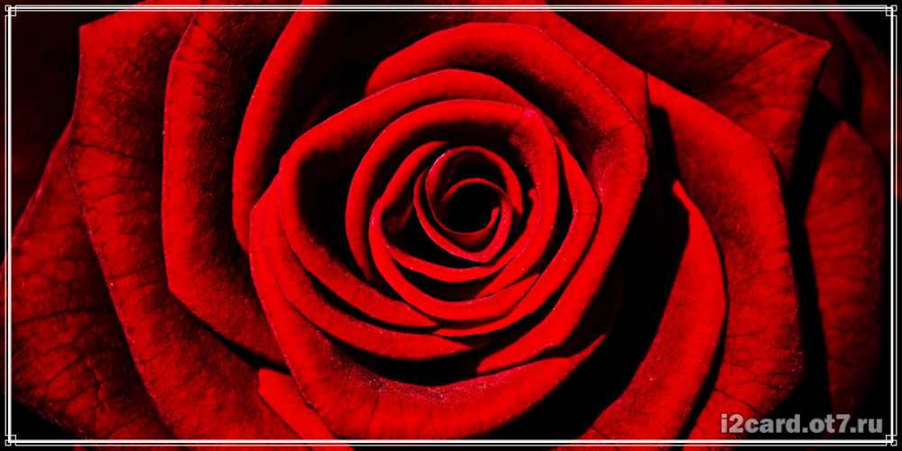 Открытка на каждый день с именем, Нонна C юбилеем алая роза Прикольная открытка с пожеланием онлайн скачать бесплатно 