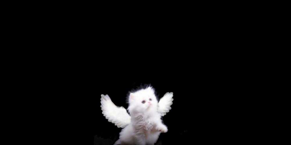 Открытка на каждый день с именем, Виталий Ты моя радость Кот ангел Прикольная открытка с пожеланием онлайн скачать бесплатно 