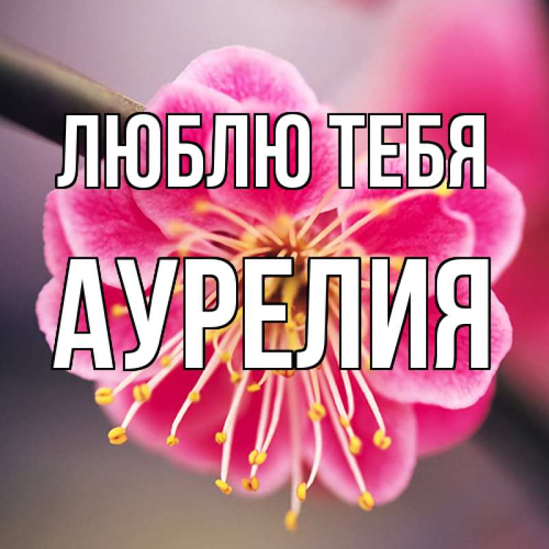 Картинка Люблю тебя, Аурелия