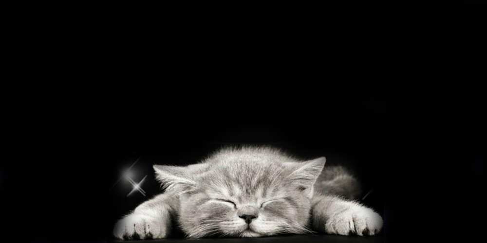 Открытка на каждый день с именем, Владлена Доброй ночи спящий котик Прикольная открытка с пожеланием онлайн скачать бесплатно 