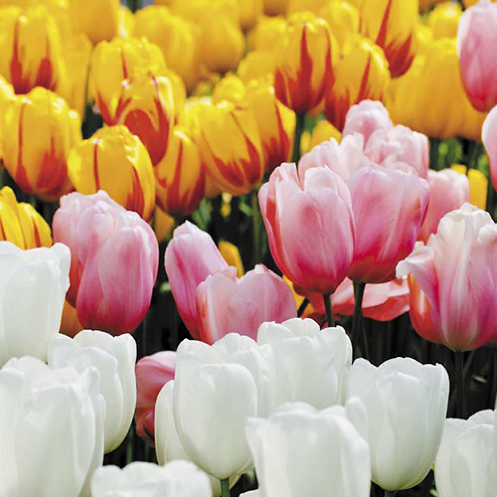 Открытка на каждый день с именем, Кора Люблю тебя разноцветные цветы Прикольная открытка с пожеланием онлайн скачать бесплатно 