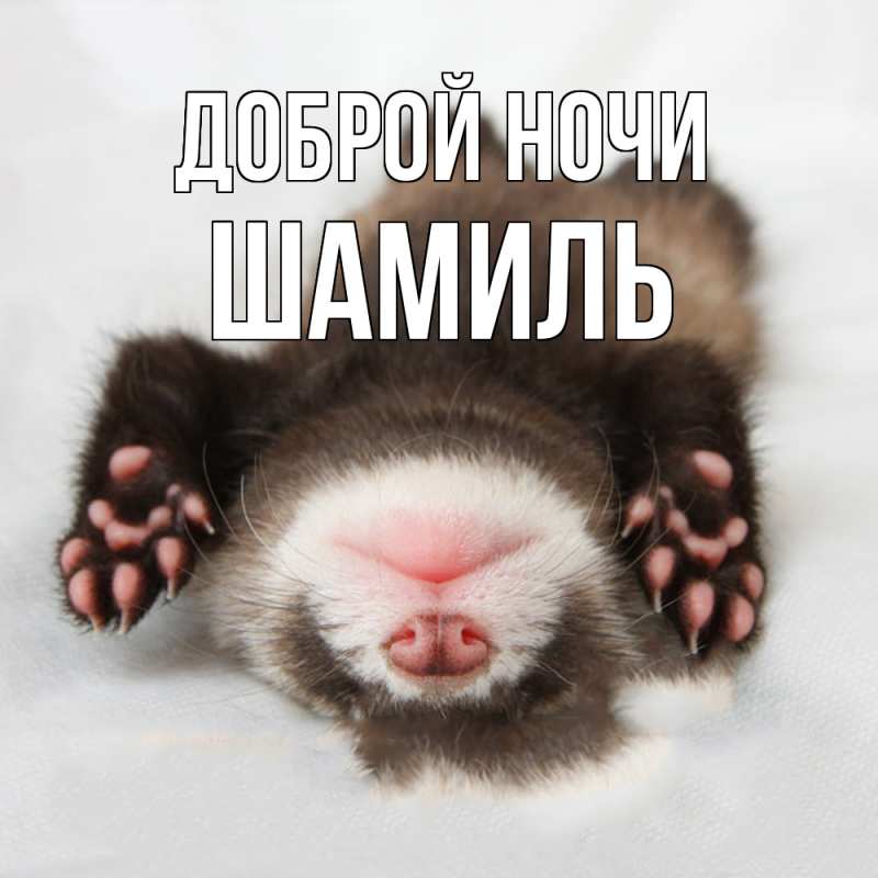 Картинка Доброй ночи, Шамиль