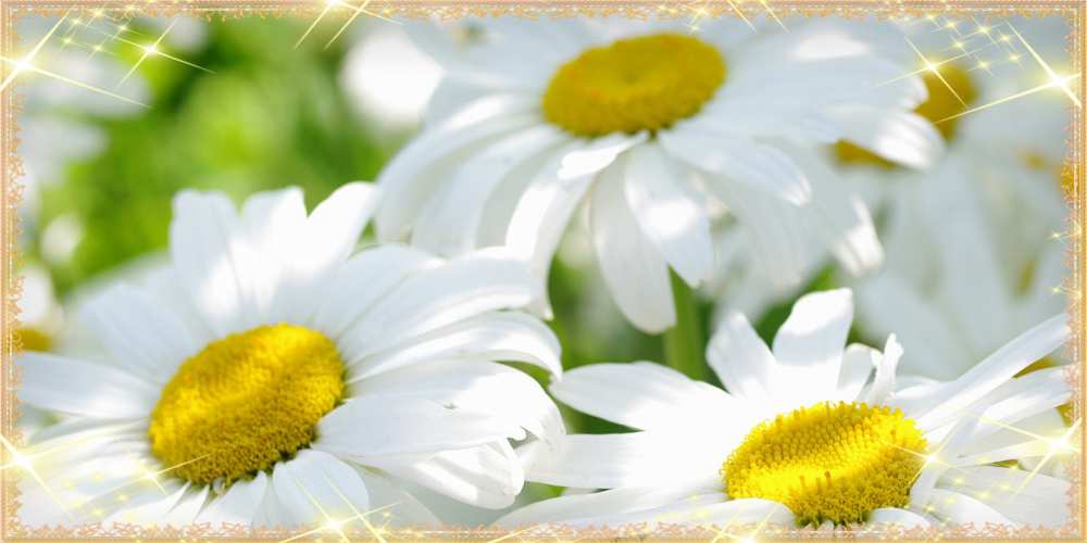 Открытка на каждый день с именем, Марина Люблю тебя красивые открытки с белыми цветами на международный женский день Прикольная открытка с пожеланием онлайн скачать бесплатно 