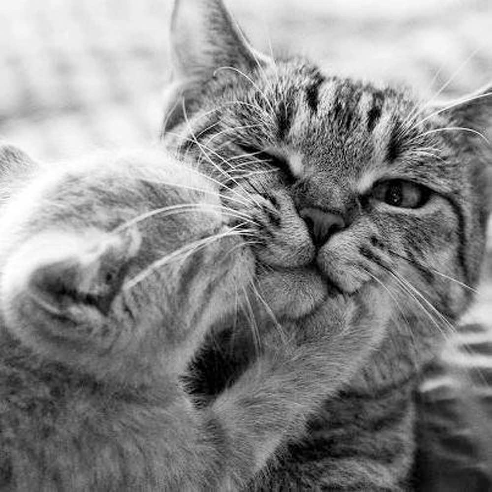 Открытка на каждый день с именем, Ростя С любовью тебе коты Прикольная открытка с пожеланием онлайн скачать бесплатно 