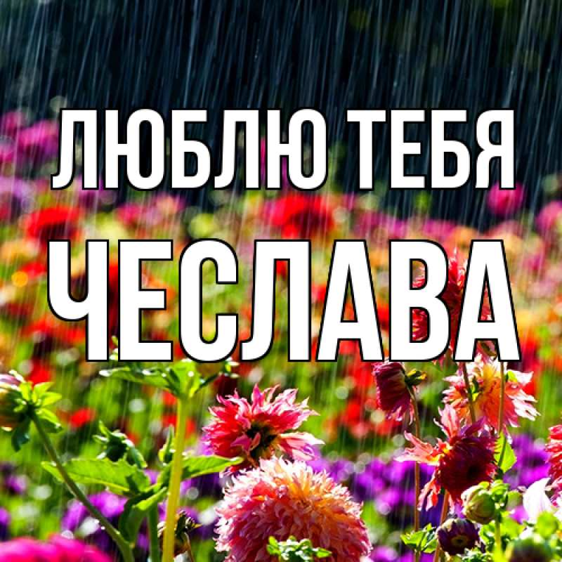 Картинка Люблю тебя, Чеслава