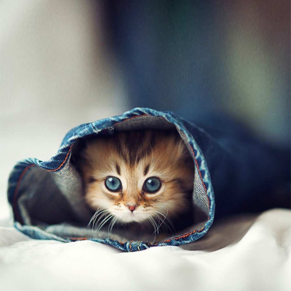 Открытка на каждый день с именем, Миша Не грусти все будет хорошо рыжик котик Прикольная открытка с пожеланием онлайн скачать бесплатно 