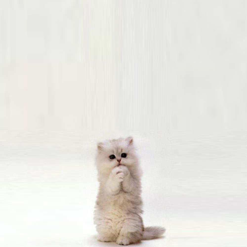 Открытка на каждый день с именем, Мила Не грусти все будет хорошо грустный кот Прикольная открытка с пожеланием онлайн скачать бесплатно 