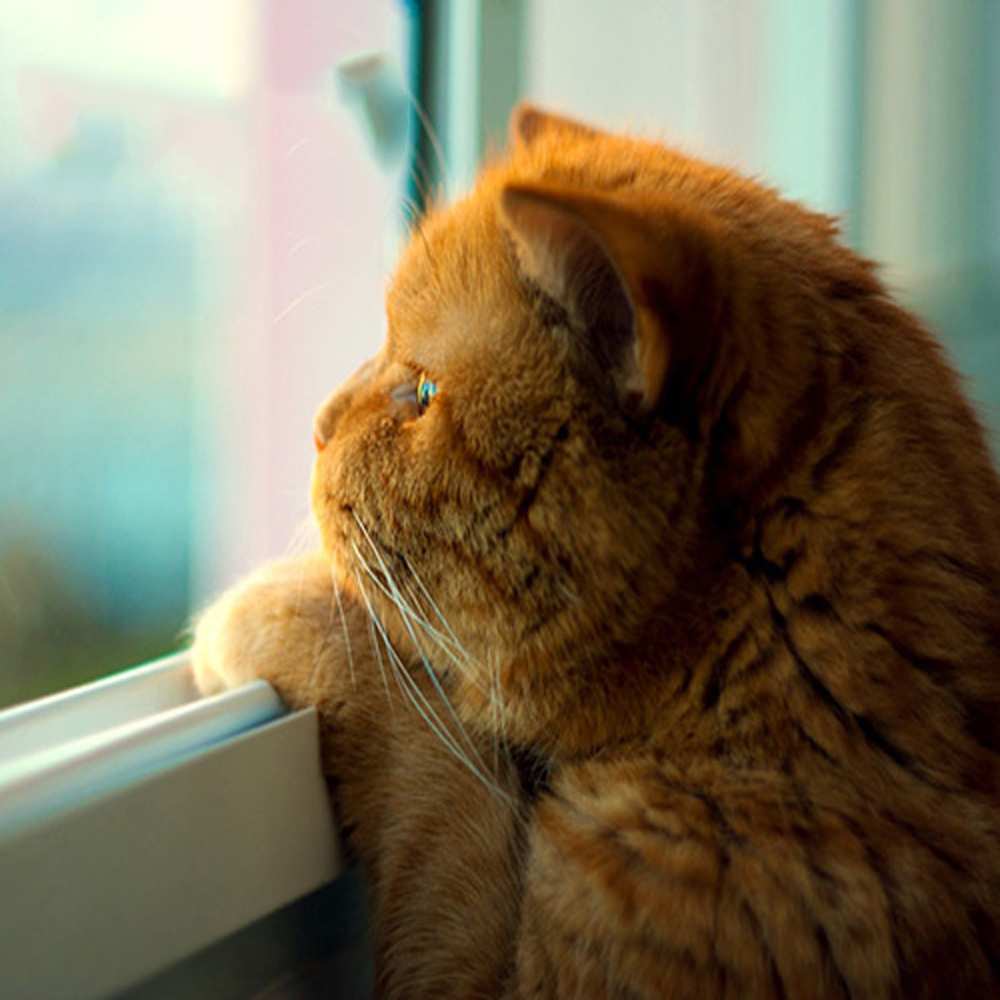 Открытка на каждый день с именем, Гуля Обнимашки большой огромный рыжий котяра Прикольная открытка с пожеланием онлайн скачать бесплатно 