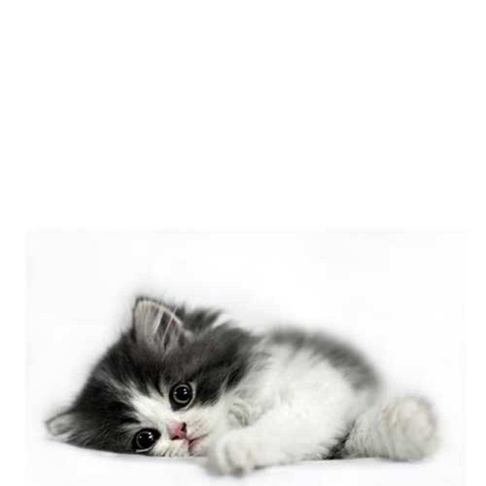 Открытка на каждый день с именем, Ксюша Большое спасибо черный и белый кот Прикольная открытка с пожеланием онлайн скачать бесплатно 